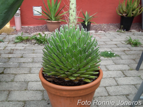 Agave victoria regina